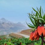 لاله واژگون | گل افسانه ای ایران