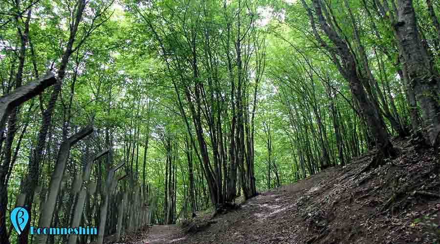 ۴ پیشنهاد برای جنگل نوردی در بهار