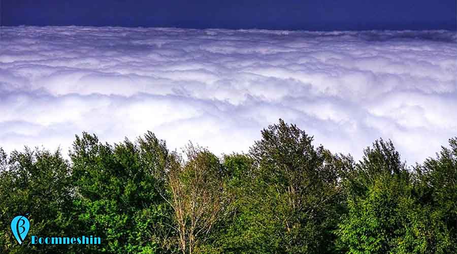 جنگل ابر، جنگلی که در میان اقیانوسی از ابر است