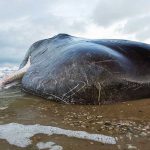 علت مرگ سریالی نهنگ ‌ها در جزیره کیش مشخص شد